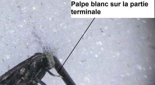 Elachista sp.